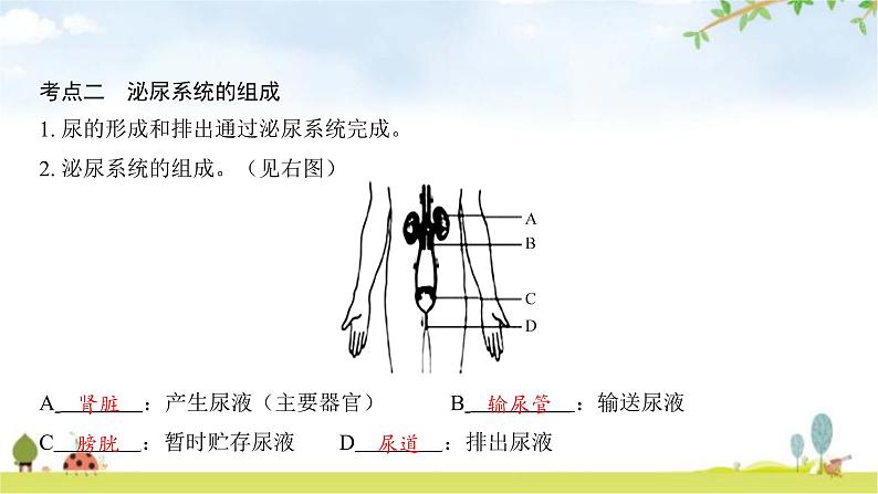 中考生物复习第四单元生物圈中的人第十一章人体代谢废物的排出课件第6页