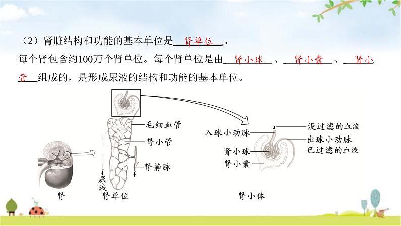 中考生物复习第四单元生物圈中的人第十一章人体代谢废物的排出课件第8页