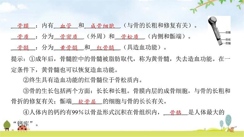 中考生物复习第五单元生物圈中的动物和微生物第十五章动物的运动课件第6页