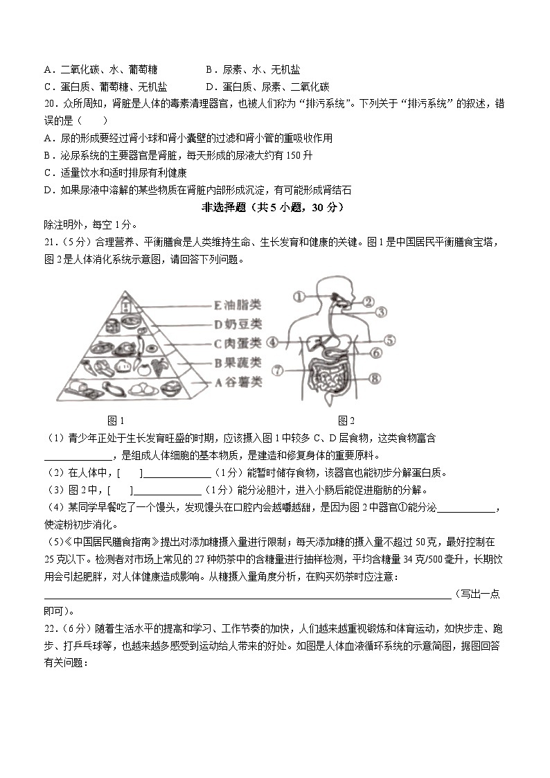 河南省安阳市滑县2023-2024学年七年级下学期4月期中生物试题03