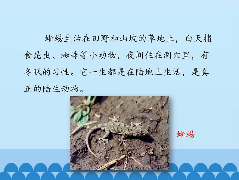 冀少版生物七年级上册 第四章 第七节 两栖类和爬行类-第二课时_课件第6页