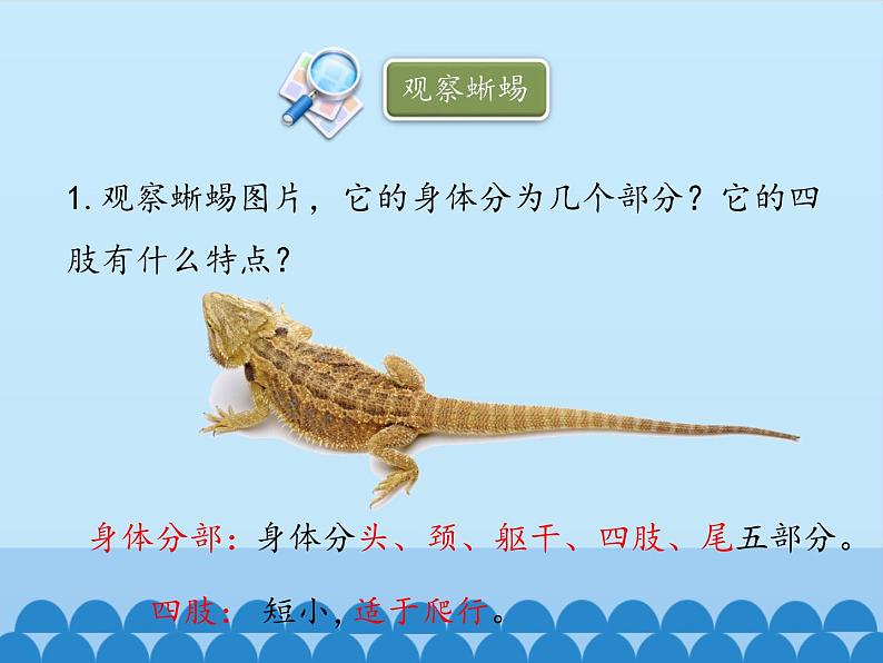 冀少版生物七年级上册 第四章 第七节 两栖类和爬行类-第二课时_课件第7页