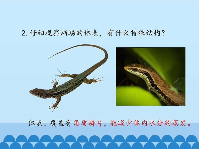 冀少版生物七年级上册 第四章 第七节 两栖类和爬行类-第二课时_课件第8页