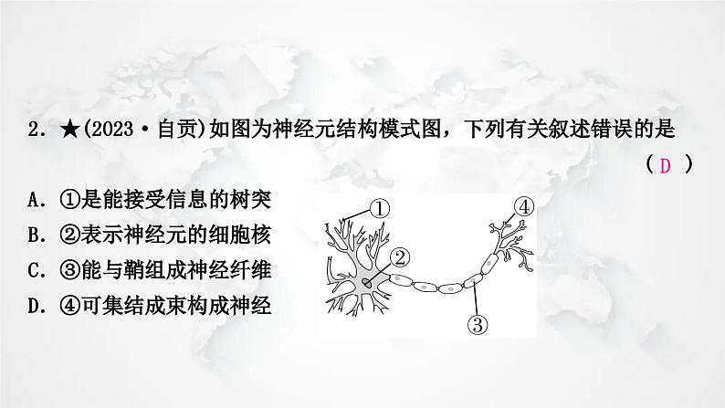 北师大版中考生物复习七年级下册第4单元生物圈中的人12章人体的自我调节课件第3页