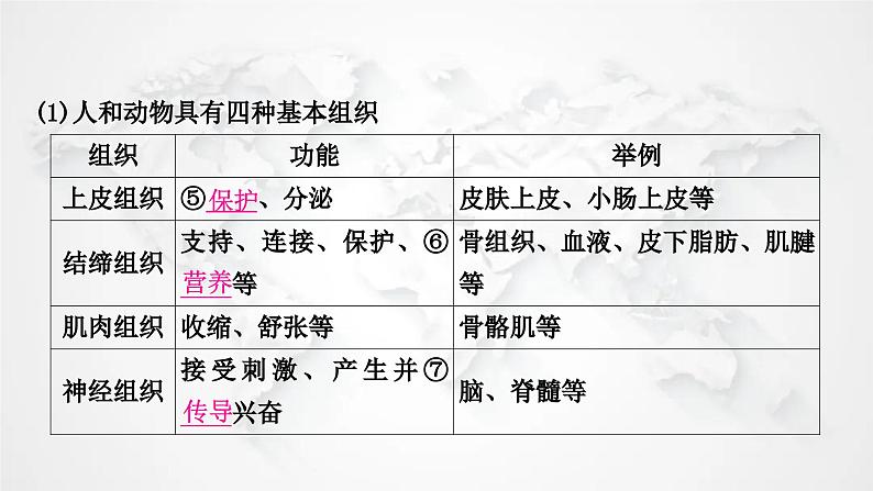 北师大版中考生物复习七年级上册第2单元生物体的结构第4章生物体的结构层次课件第4页