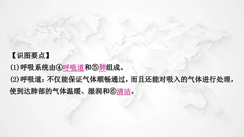 北师大版中考生物复习七年级下册第4单元生物圈中的人第10章人体的能量供应课件第7页