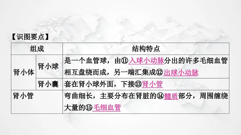 北师大版中考生物复习七年级下册第4单元生物圈中的人第11章人体代谢废物的排出课件08