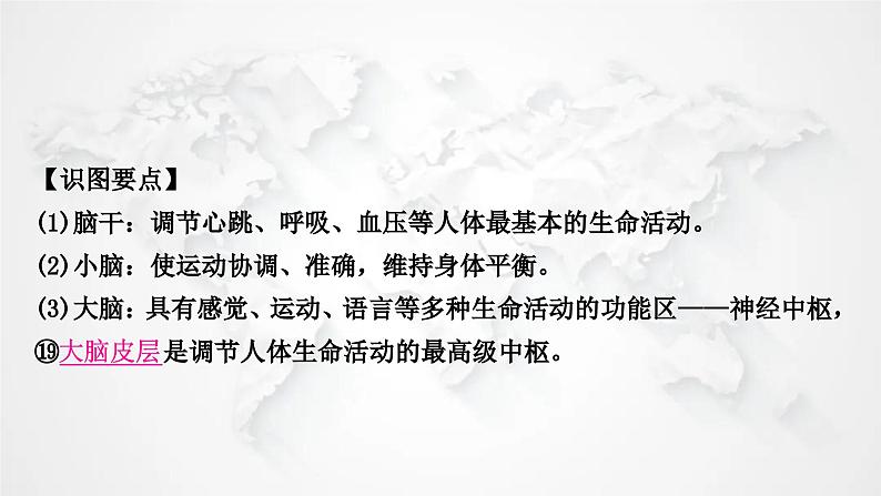 北师大版中考生物复习七年级下册第4单元生物圈中的人第12章人体的自我调节课件08