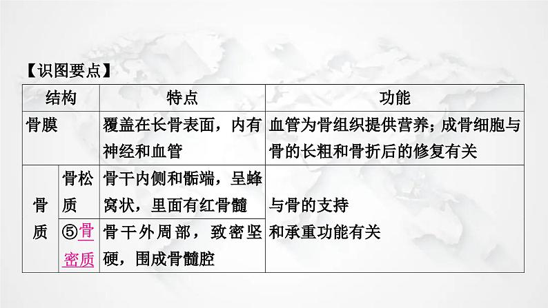 北师大版中考生物复习八年级上册第5单元生物圈中的动物和微生物第15章动物的运动课件06