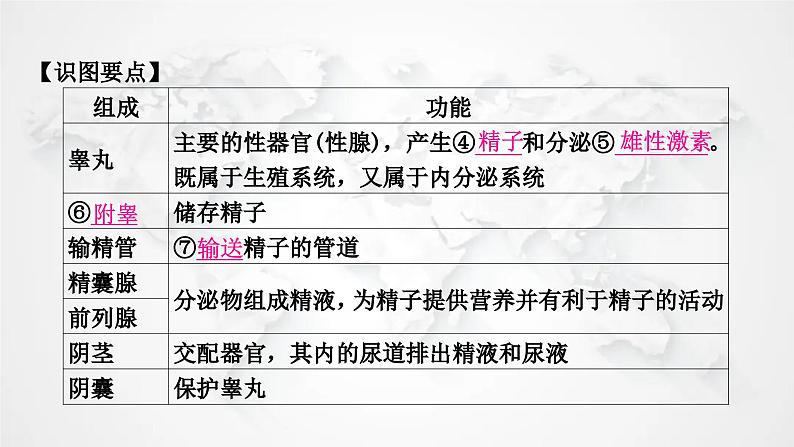 北师大版中考生物复习八年级上册第6单元生命的延续第19章生物的生殖和发育课件第3页