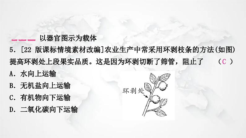 北师大版中考生物复习专项三生物圈中的绿色植物课件06