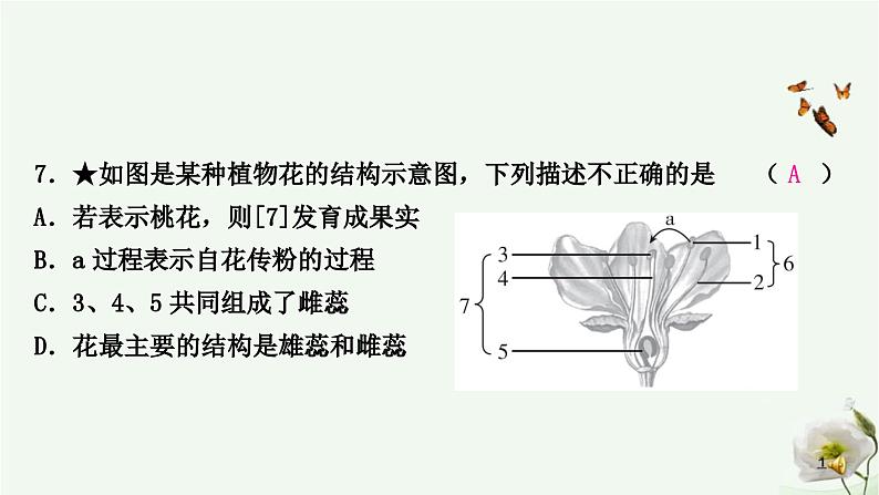 人教版中考生物复习七年级上册第三单元第二章被子植物的一生课件第8页