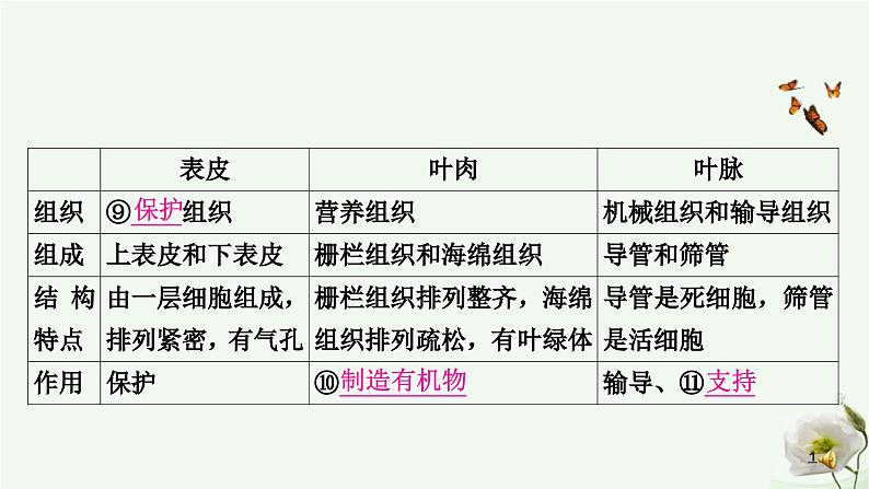 人教版中考生物复习七年级上册第三单元第三章绿色植物与生物圈的水循环课件第8页