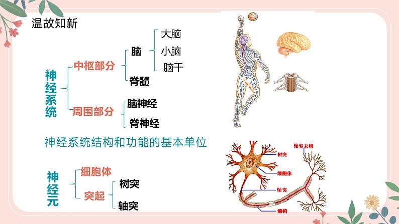 4.6.3 神经调节的基本方式-七年级生物下册 教学课件+教学设计+练习（人教版）03