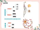 4.6.3 神经调节的基本方式-七年级生物下册 教学课件+教学设计+练习（人教版）