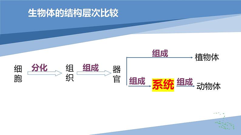 2.2.4单细胞生物课件2023--2024学年人教版生物七年级上册第1页