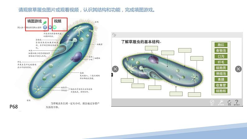 2.2.4单细胞生物课件2023--2024学年人教版生物七年级上册第5页