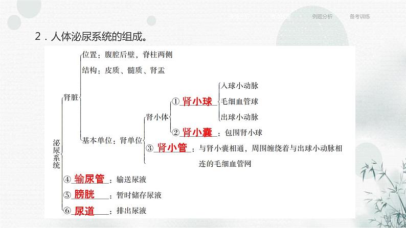 中考生物复习专题五人体生理与健康第十五章人体内废物的排出课件第7页