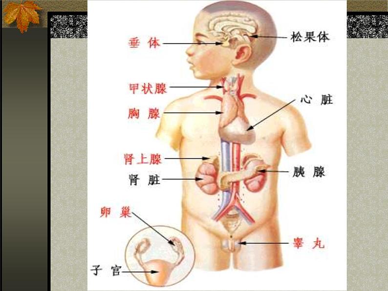 4.6.4激素调节课件2023-2024学年人教版生物七年级下册第4页