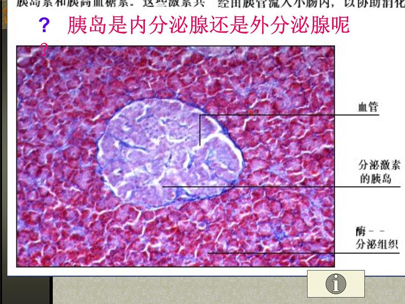 4.6.4激素调节课件2023-2024学年人教版生物七年级下册第6页