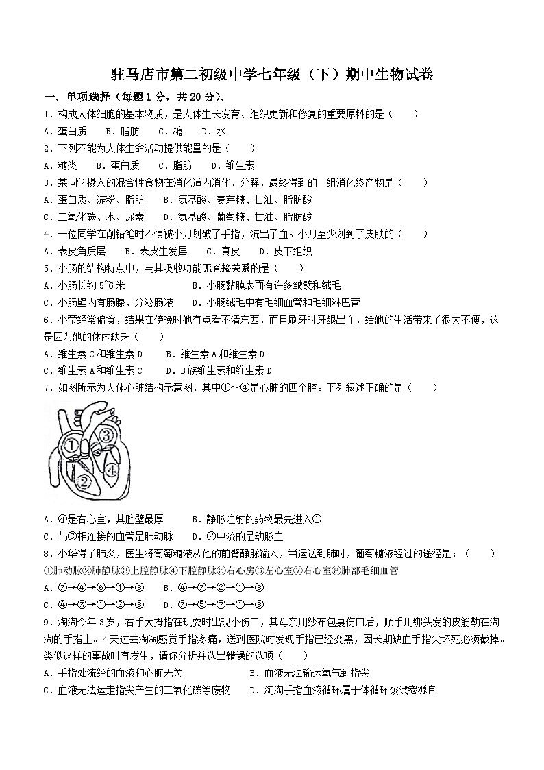 ，河南省驻马店市第二初级中学2023-2024学年七年级下学期4月期中生物试题(无答案)01
