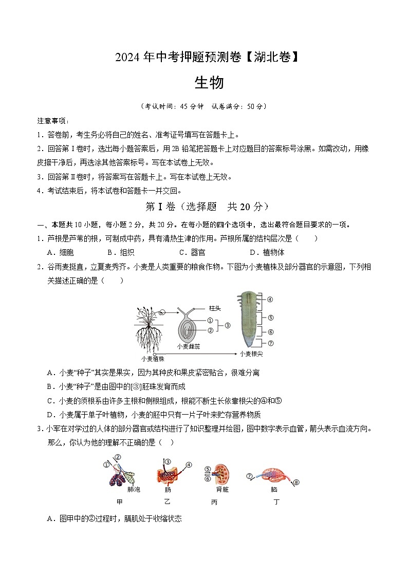 2024年中考押题预测卷（湖北卷）生物（考试版）A401