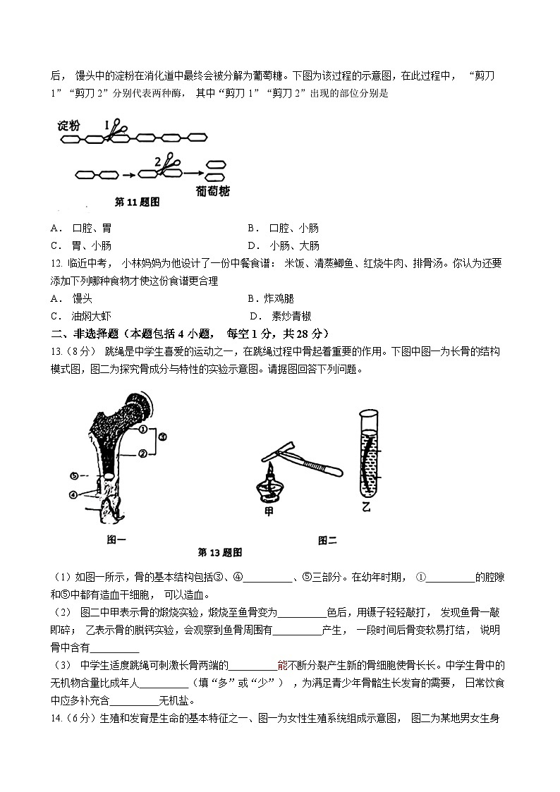 36，辽宁省鞍山市华育学校2023-2024年下学期4月月考七年级生物试题(无答案)第2页