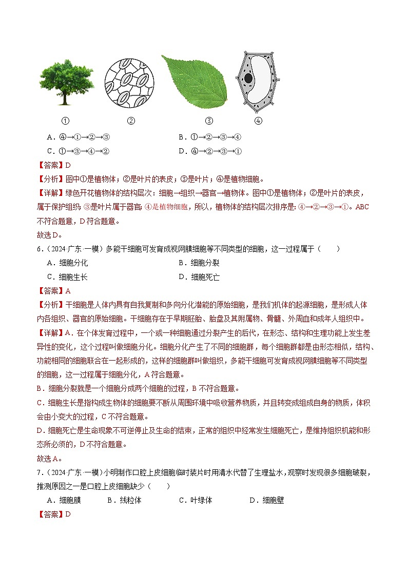 2024年广东省中考生物一模试题分类汇编-专题03 生物体的结构层次（解析版）第3页