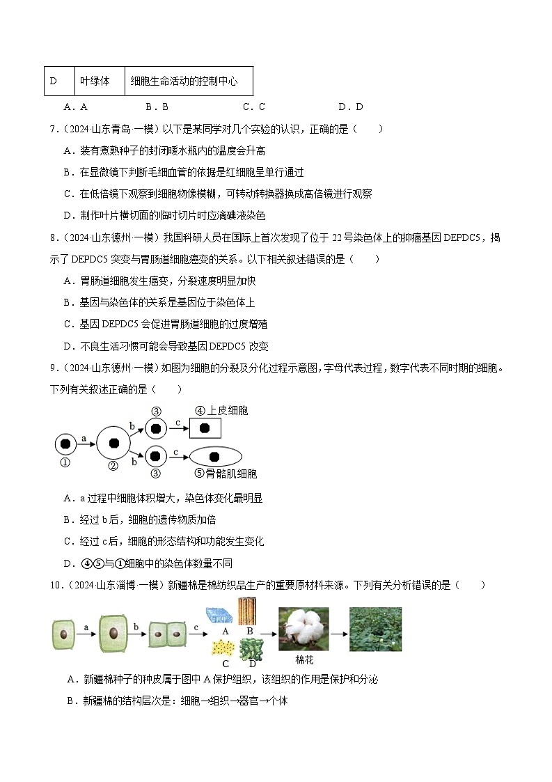 2024年山东省中考生物一模试题分类汇编-专题02 生物体的结构层次（原卷版）第3页