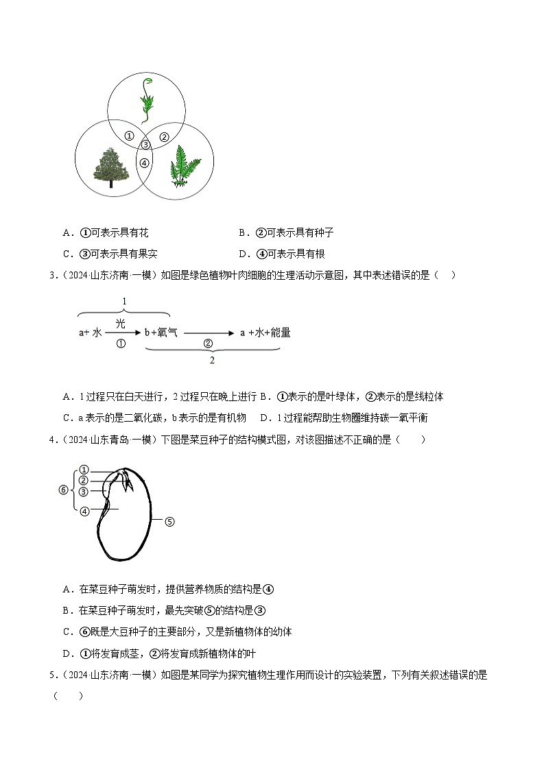 2024年山东省中考生物一模试题分类汇编-专题03 生物圈中的绿色植物（原卷版）第2页