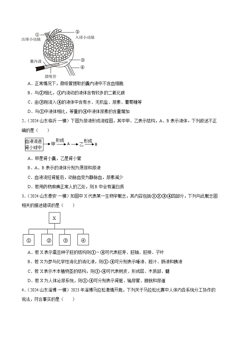 2024年山东省中考生物一模试题分类汇编-专题07 人体内废物的排出（原卷版+解析版）02