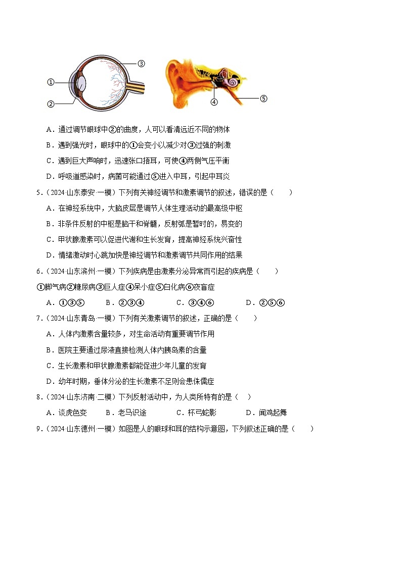 2024年山东省中考生物一模试题分类汇编-专题08 人体生命活动的调节（原卷版+解析版）03
