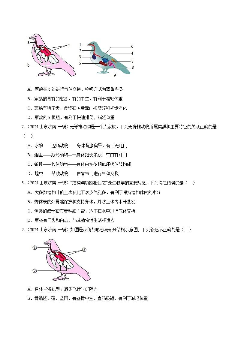 2024年山东省中考生物一模试题分类汇编-专题09 动物的主要类群（原卷版）第3页