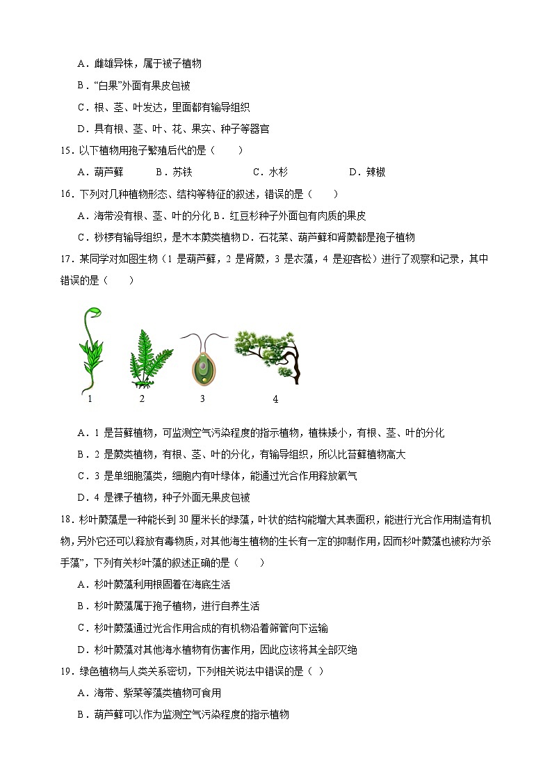 热点04 生物圈中有哪些绿色植物-备战2024年中考生物热点专题精练03