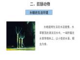 5.1.1 腔肠动物和扁形动物（第1课时） 课件