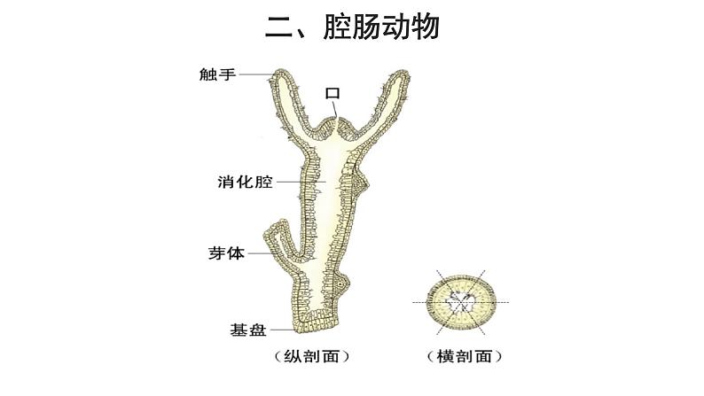 5.1.1 腔肠动物和扁形动物（第1课时） 课件08