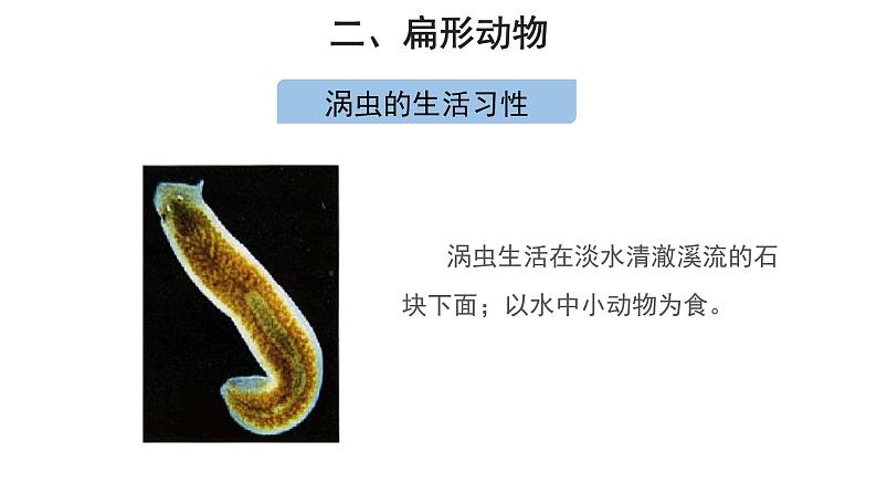 5.1.1 腔肠动物和扁形动物（第2课时） 课件03