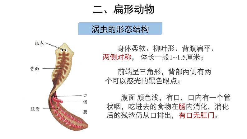 5.1.1 腔肠动物和扁形动物（第2课时） 课件04