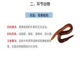5.1.2 线形动物和环节动物（第2课时） 课件