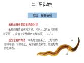 5.1.2 线形动物和环节动物（第2课时） 课件