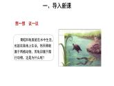 5.1.5 两栖动物和爬行动物 课件