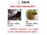 5.1.5 两栖动物和爬行动物 课件