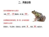 5.1.5 两栖动物和爬行动物 课件