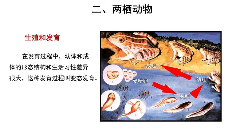 5.1.5 两栖动物和爬行动物 课件第7页