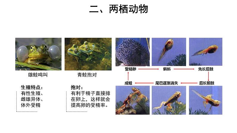 5.1.5 两栖动物和爬行动物 课件第8页