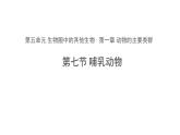 5.1.7 哺乳动物 课件