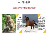 5.1.7 哺乳动物 课件