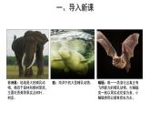 5.1.7 哺乳动物 课件