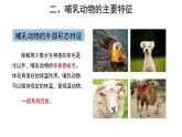 5.1.7 哺乳动物 课件