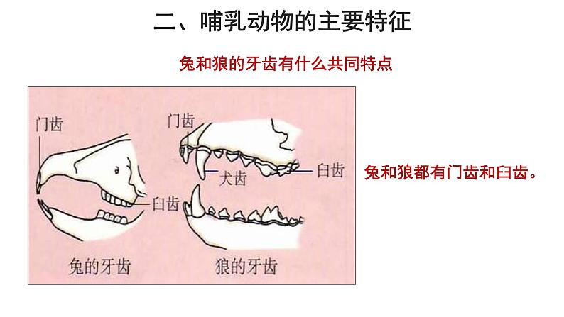 5.1.7 哺乳动物 课件第8页